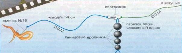 Как ловить чехонь на фидер – тактика, оснастка, …